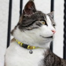 Amigo Cat Collar+in use